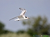Uccelli charadriiformi 38 - Sterna zampenere.jpg